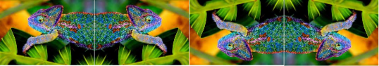 chameleon transformation images