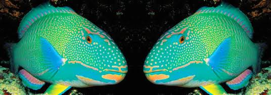parrot fish faceoff images